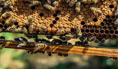 特斯科科大学学生利用 3D 打印蜂巢提高蜂蜜产量